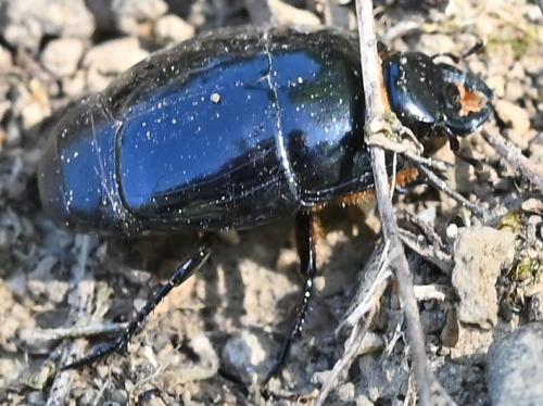 Pactolinus major